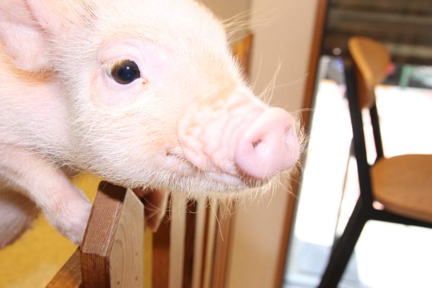 mipig cafe(マイピッグカフェ)