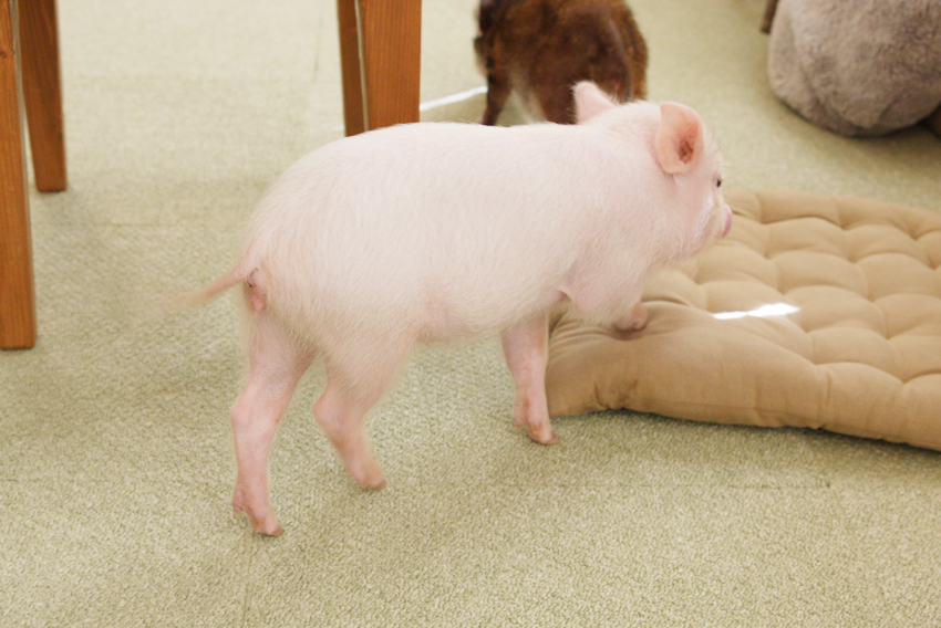 mipig cafe(マイピッグカフェ)